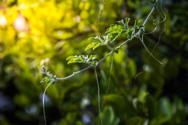 Close-up of plant