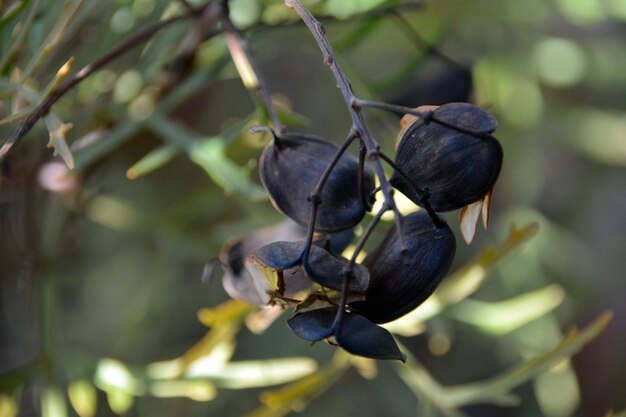 Photo close-up of plant