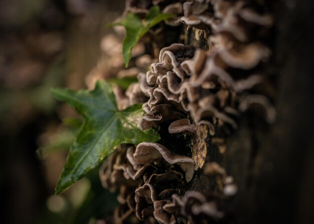 Photo close-up of plant