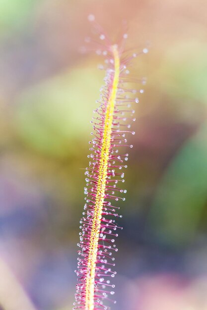 Photo close-up of plant