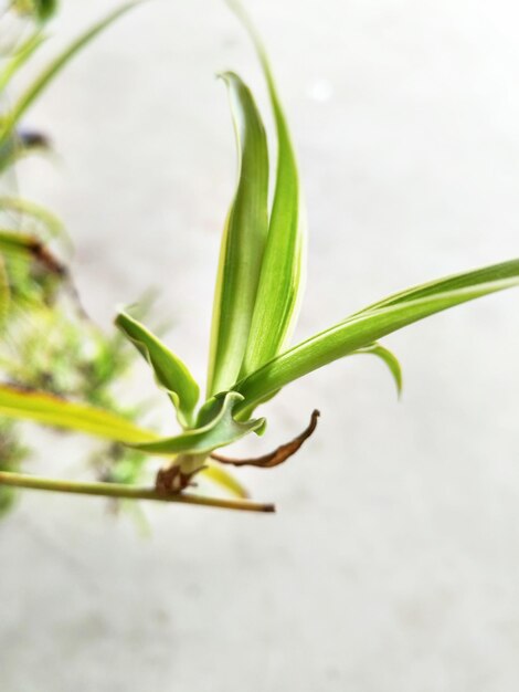 close-up of plant