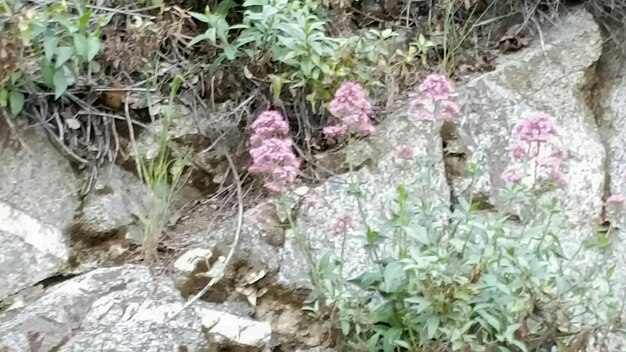 Photo close-up of plant