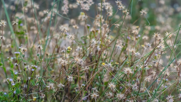 Close-up of plant