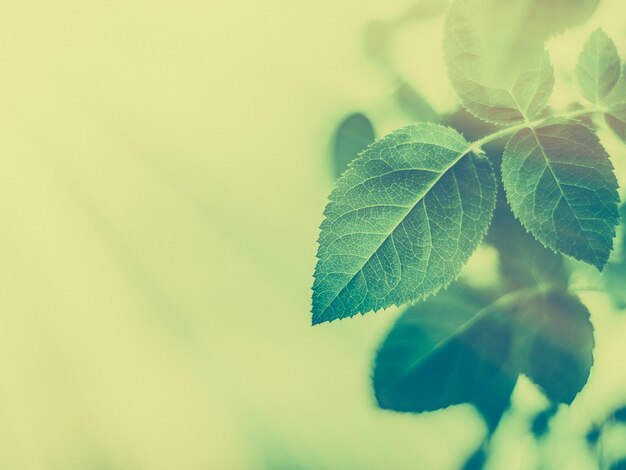 Photo close-up of plant