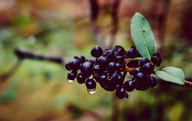 Photo close-up of plant