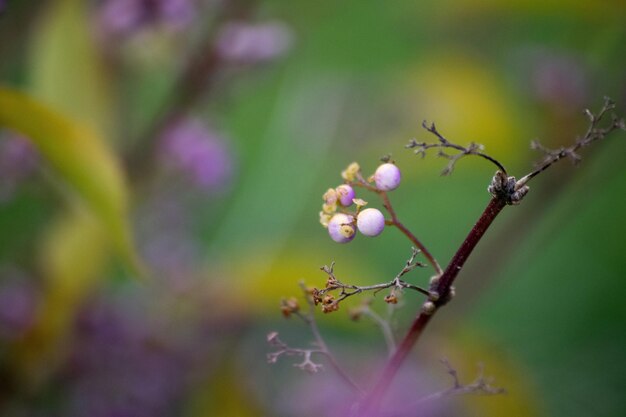 Photo close-up of plant