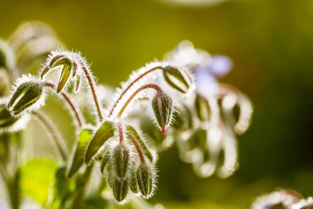 Close-up of plant