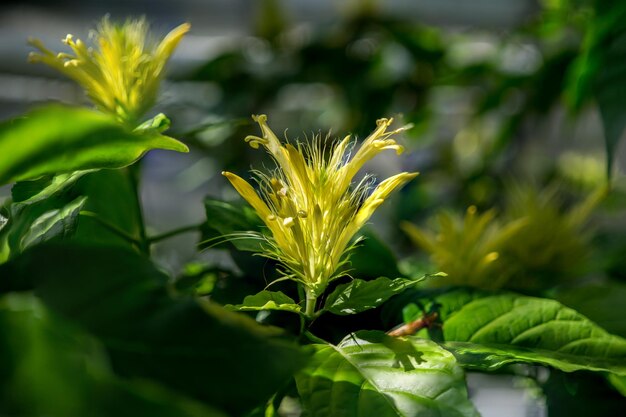 Photo close-up of plant