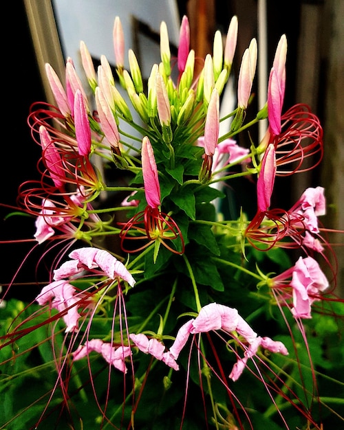 Photo close-up of plant