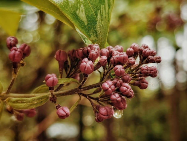 Photo close-up of plant