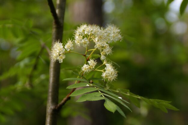 Photo close-up of plant