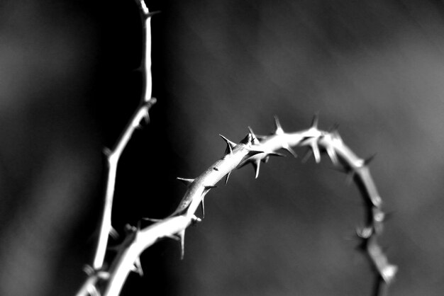 Photo close-up of plant