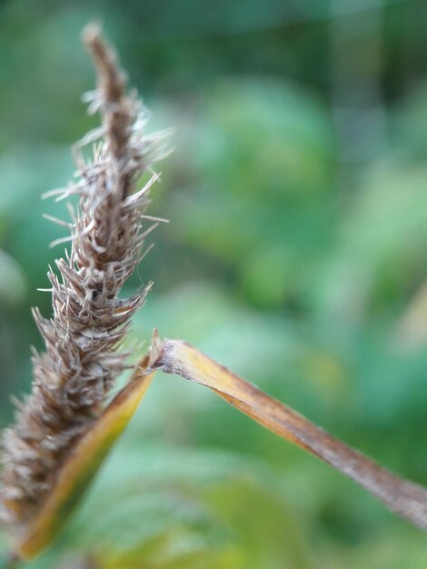 Close-up of plant