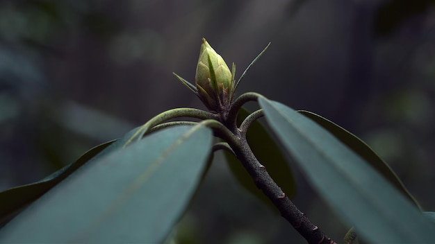 Photo close-up of plant