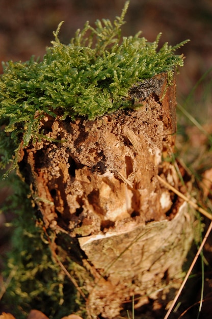 Close-up of plant