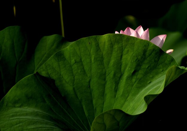 Photo close-up of plant