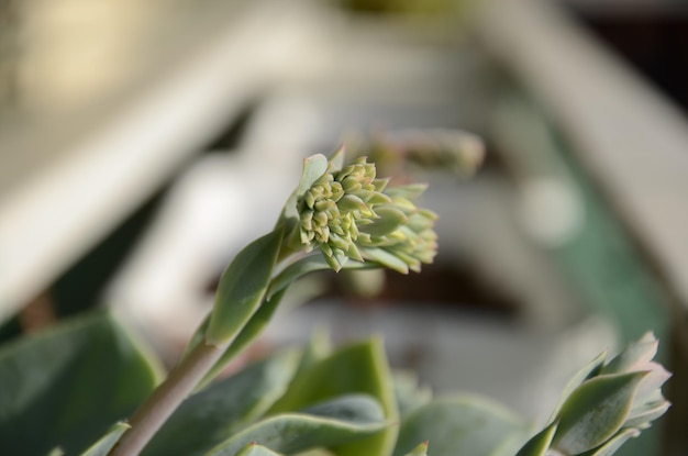 Photo close-up of plant