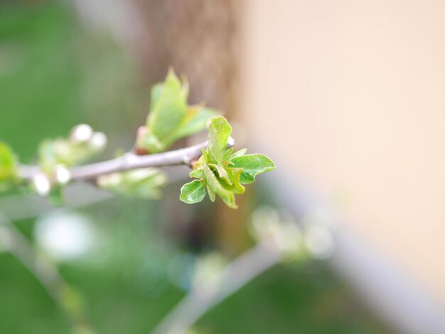 Close-up of plant