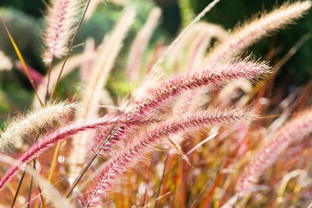 Photo close-up of plant