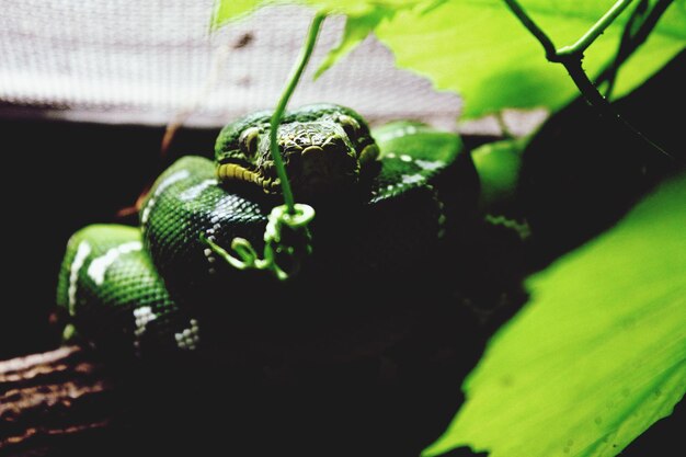 Photo close-up of plant