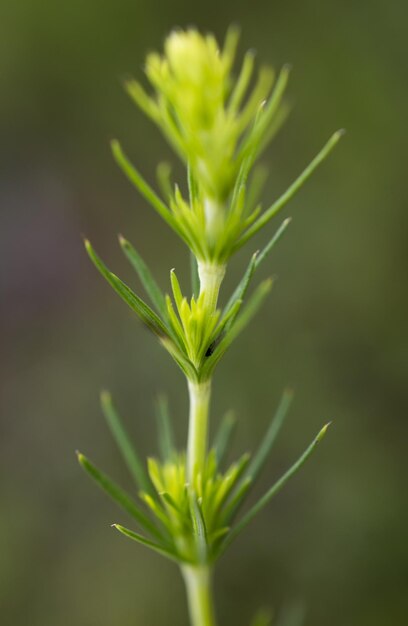 Photo close-up of plant