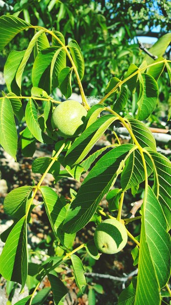 Close-up of plant