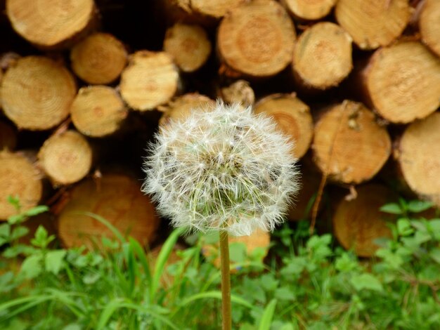 Close-up of plant