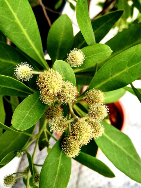 Close-up of plant