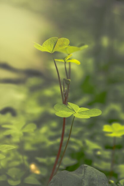 Close-up of plant