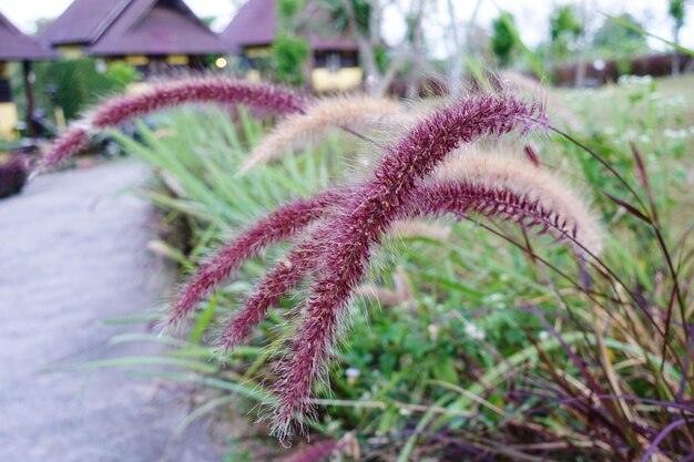 Close-up of plant