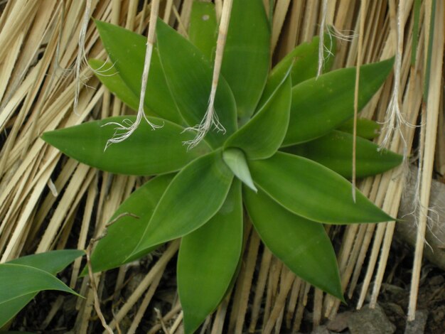 Photo close-up of plant