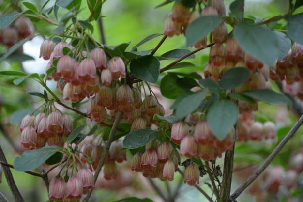 Photo close-up of plant