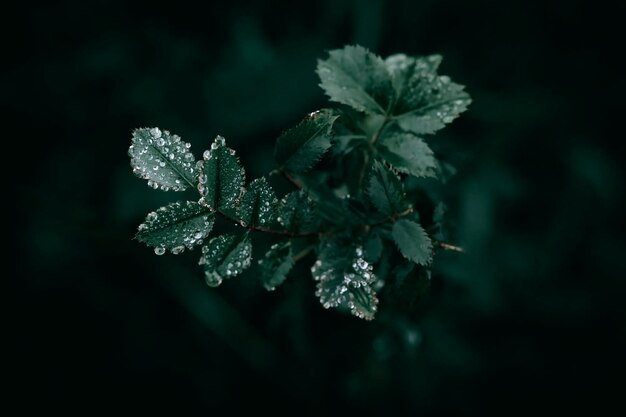 Photo close-up of plant