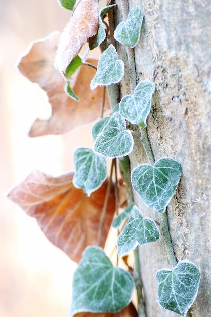 Photo close-up of plant