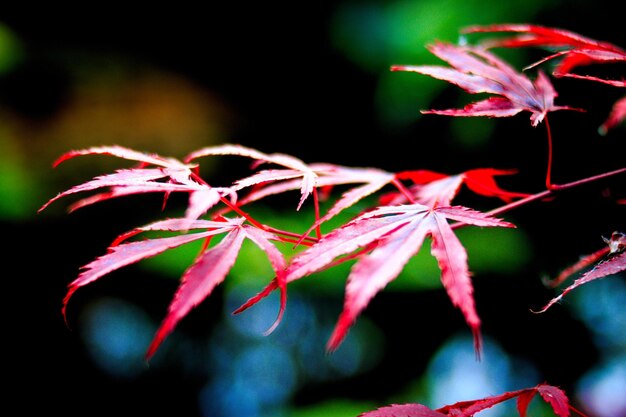 Photo close-up of plant