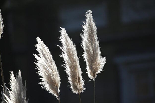 Photo close-up of plant