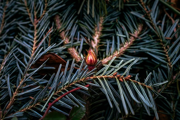 Close-up of plant