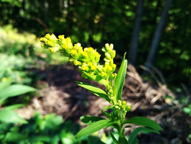 Close-up of plant