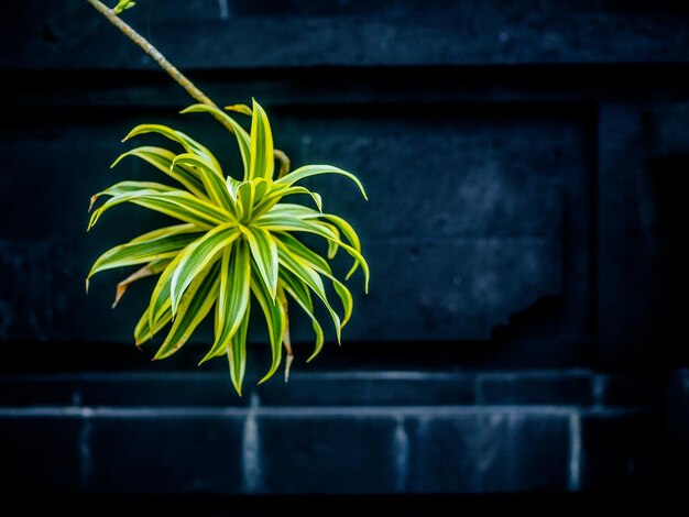 Photo close-up of plant