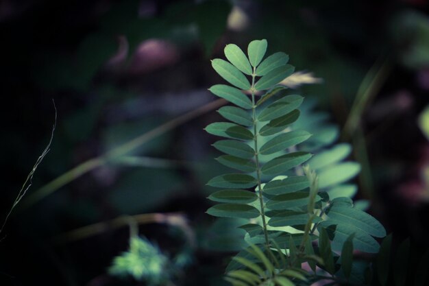 Photo close-up of plant