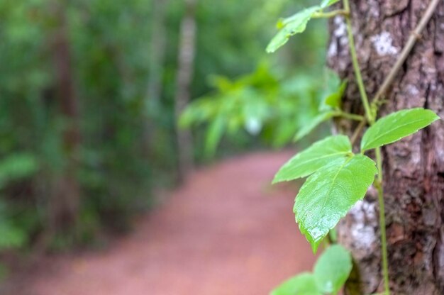 Close-up of plant