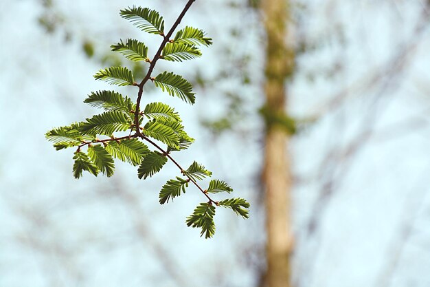 Photo close-up of plant