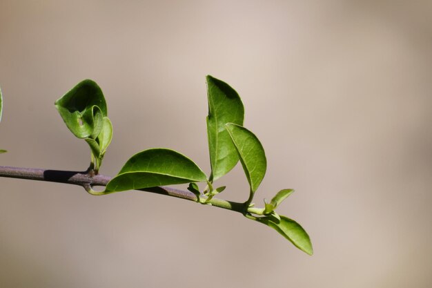 Photo close-up of plant