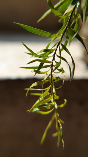 Close-up of plant