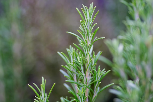 Photo close-up of plant