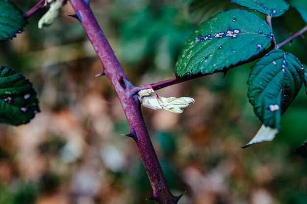 Close-up of plant