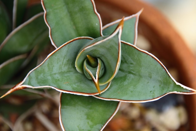 Photo close-up of plant