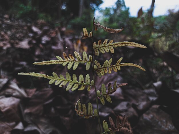 Photo close-up of plant