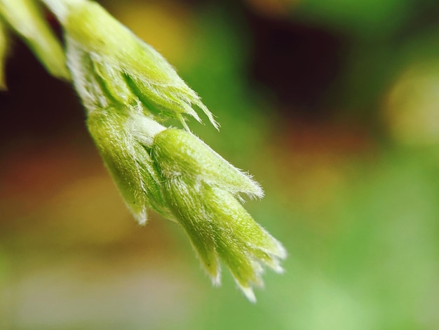 Photo close-up of plant