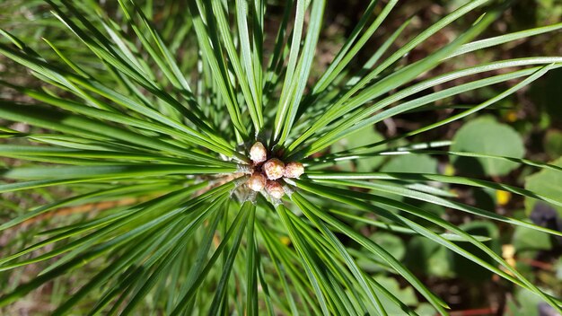 Photo close-up of plant